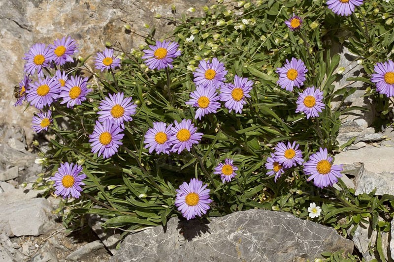 Alpine aster