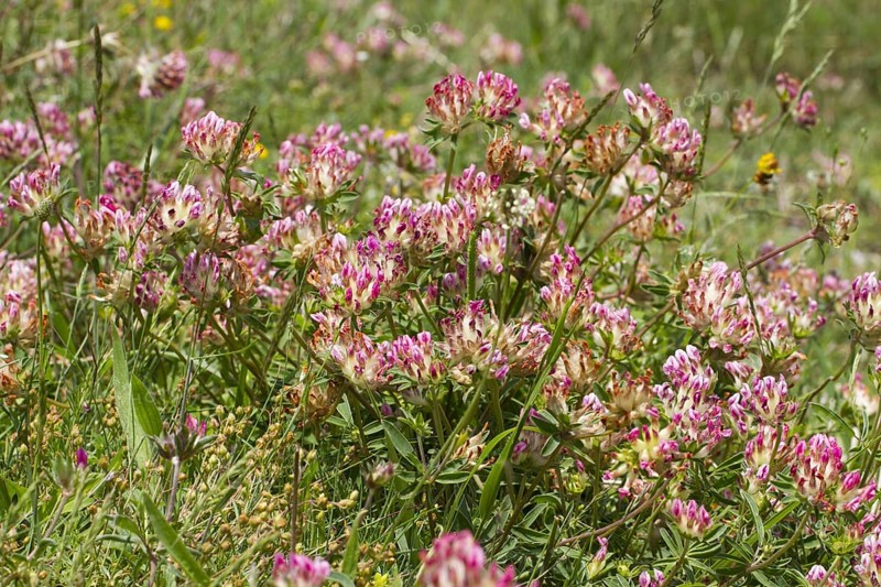 Kidney-vetch pink-flowered form