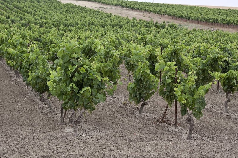 These grapes