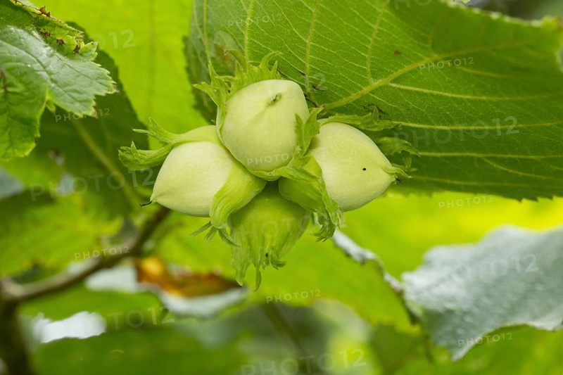 Common common hazel