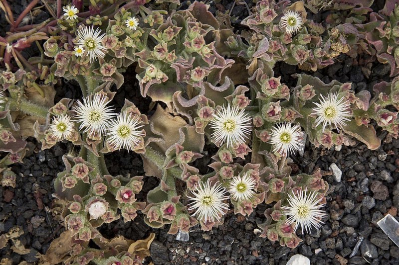 Common Iceplant