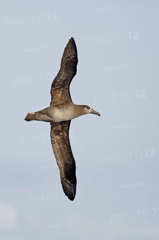 Black-footed albatross
