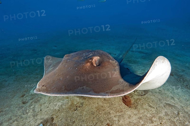 Atlantic Stingray