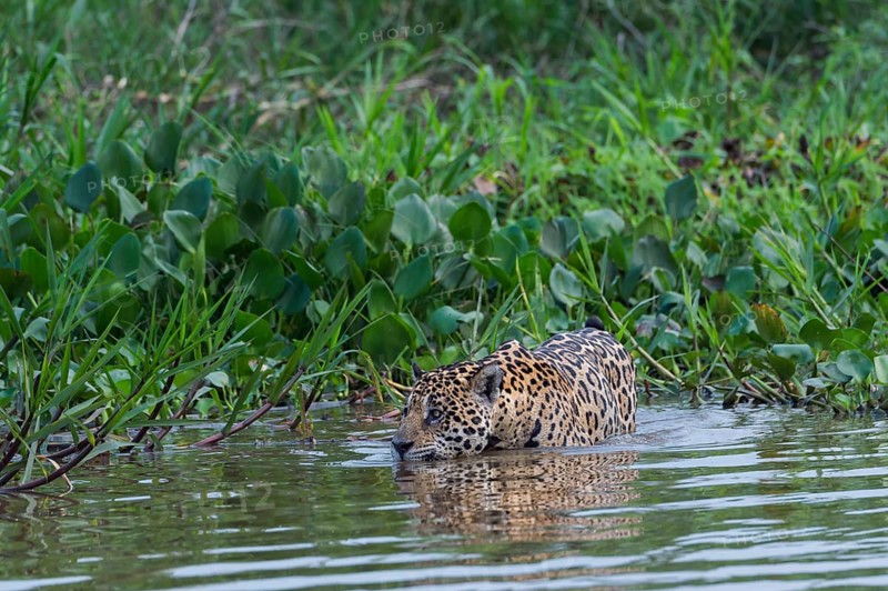 Jaguar