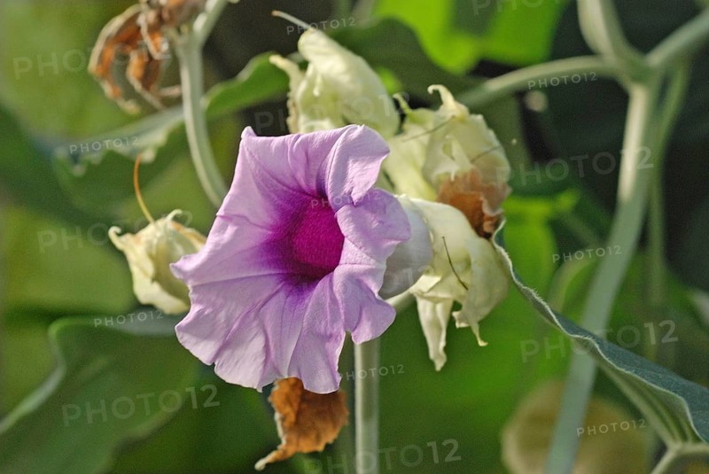 Hawaiian Baby Wood Rose