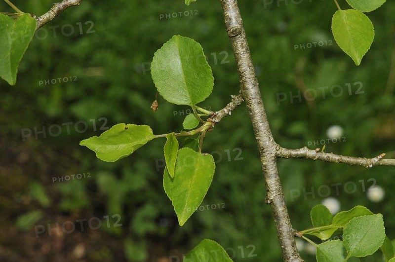 Stone Vetch
