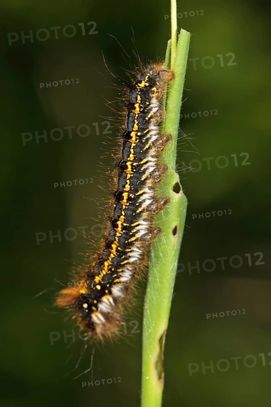 Grasshopper