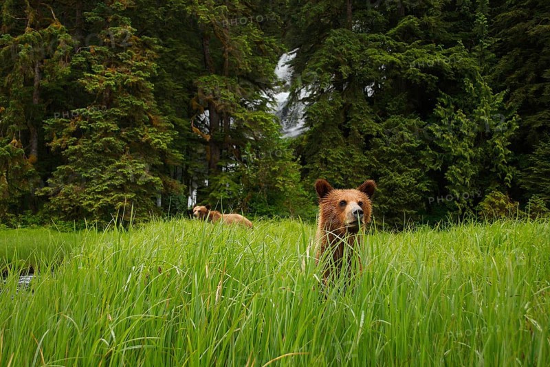 Grizzly Bear