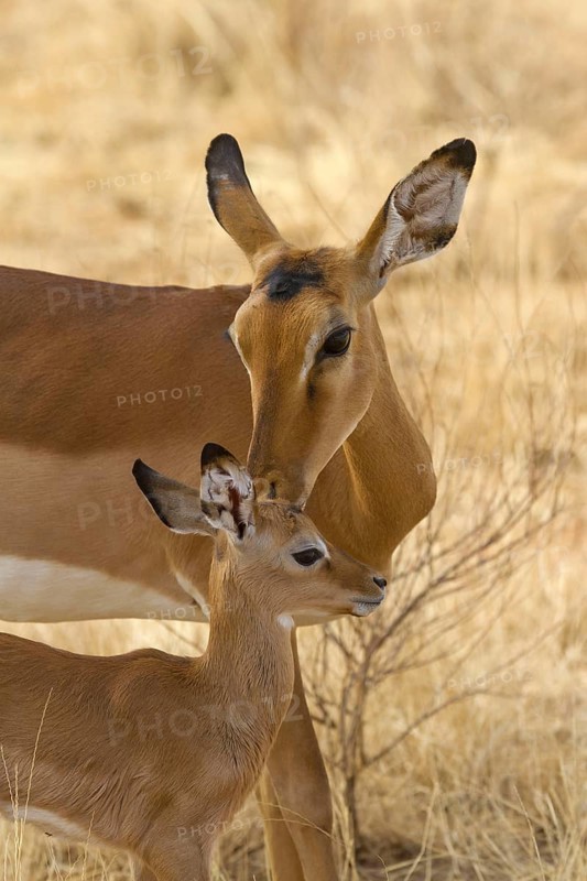 Impala