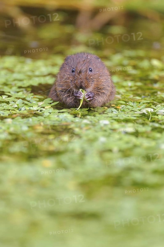 Eastern vole