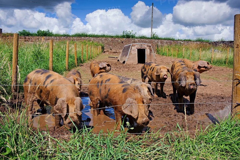 Domestic Pig