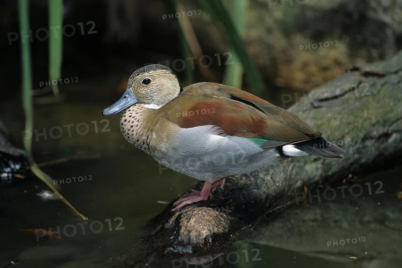 Red-shouldered Duck