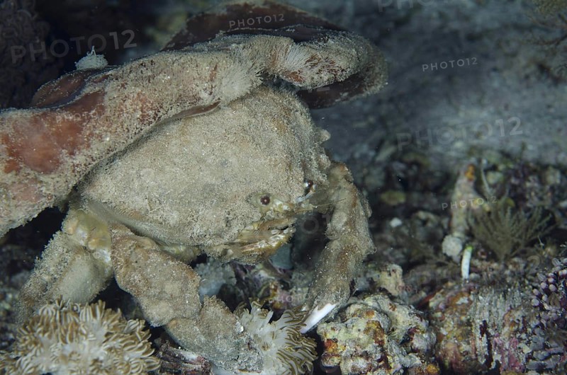 Sleepy sponge crab