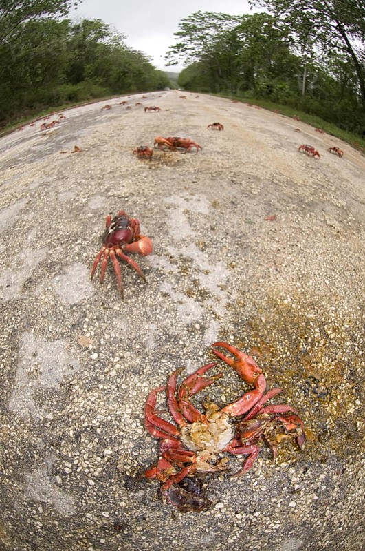 Christmas island red crab