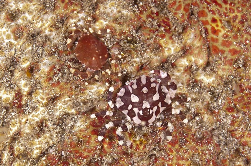 Swimming crab