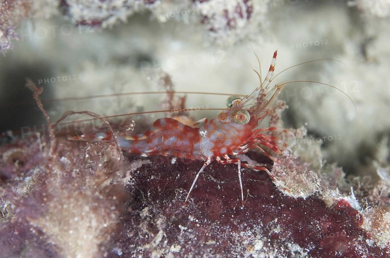 Reticulated dancing shrimp