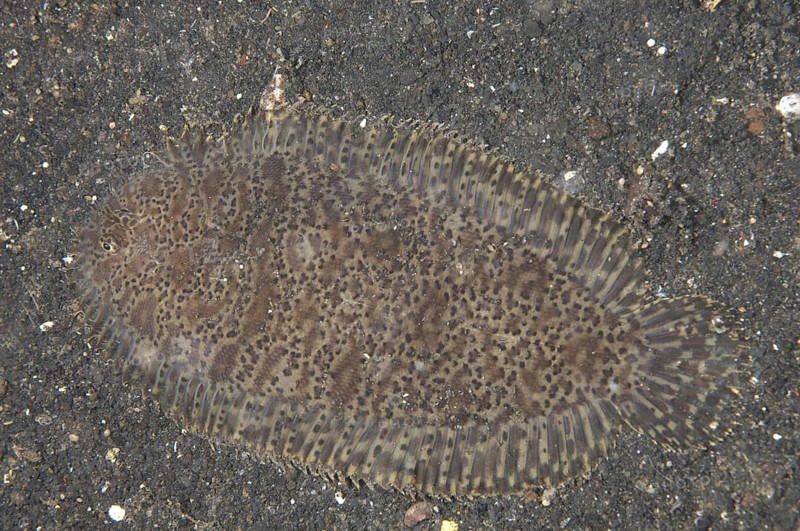 Carpet Sole
