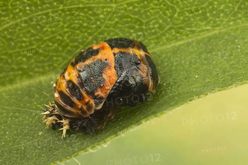 Asian Ladybird