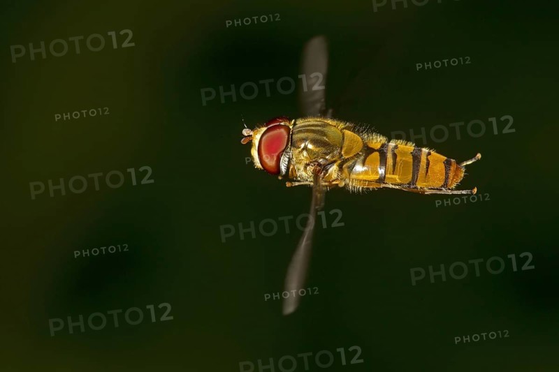 Grove hoverfly