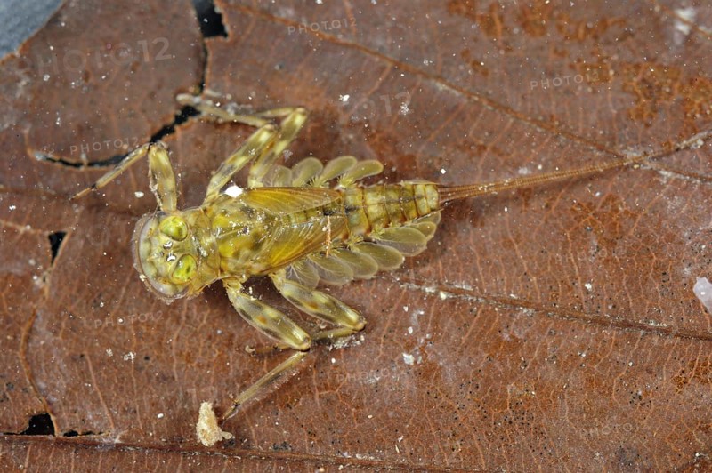 Mayfly