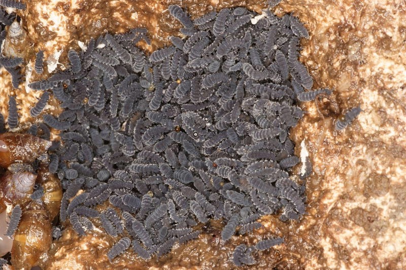 Rockpool Springtail