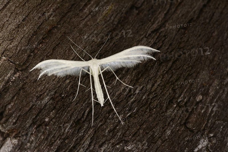 White Plume Moth
