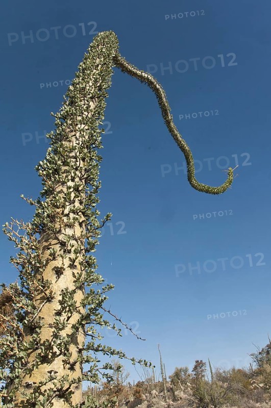 Boojum Tree