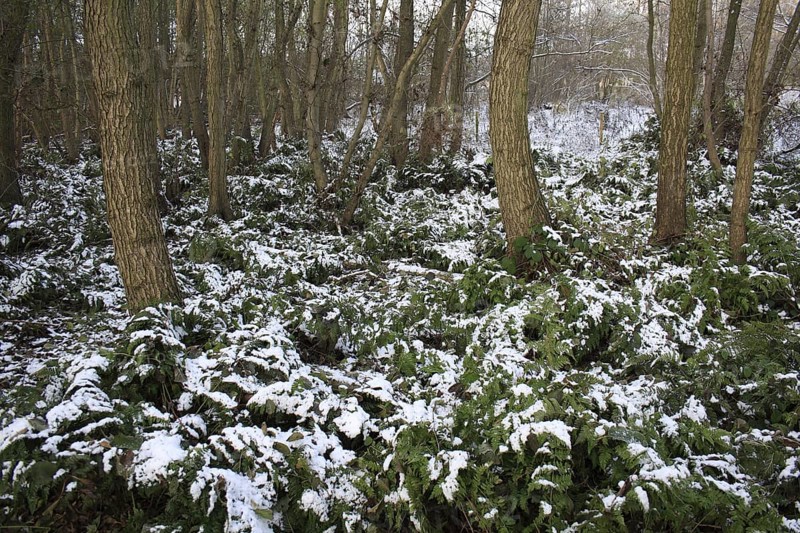 Bracken