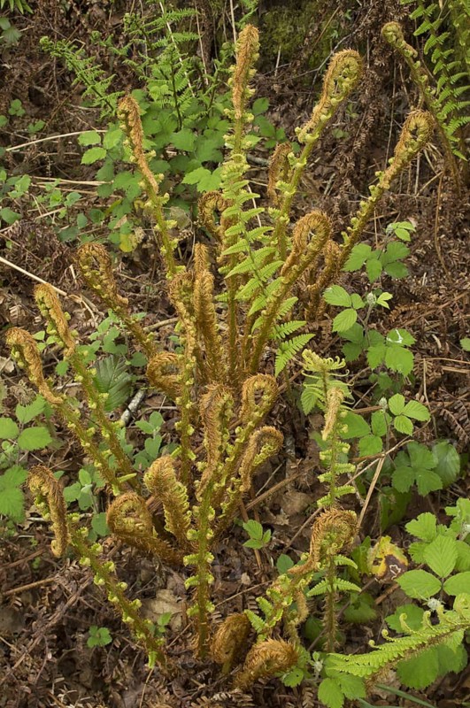 Scaly Male Fern