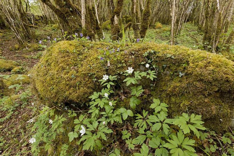 Wood Anemone