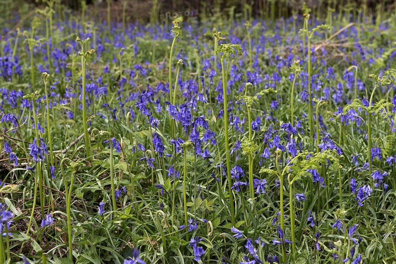 Flowering common bluebell