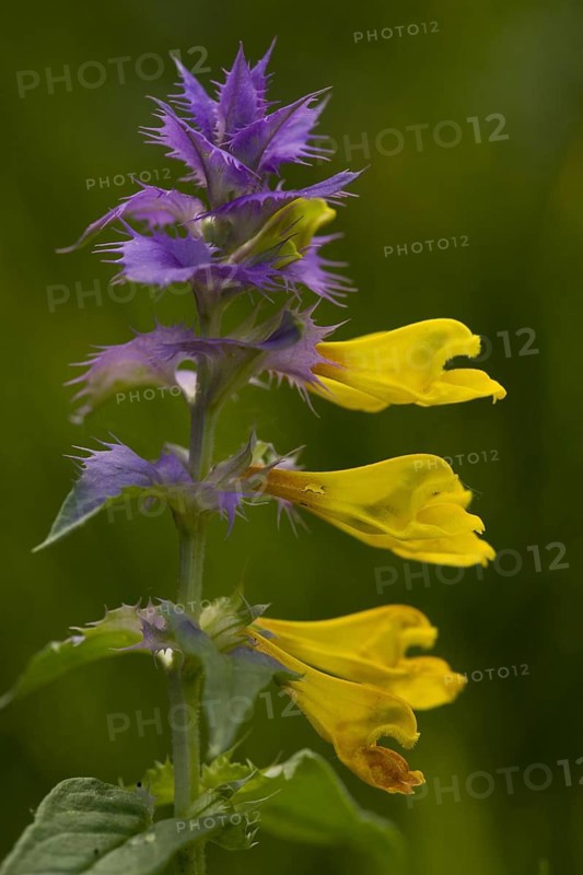 Flowering Eastern European cow-wheat