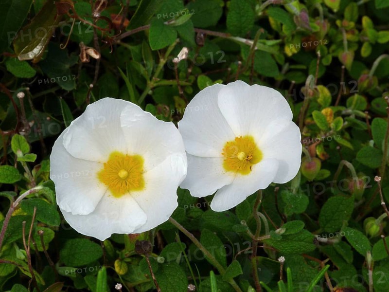 Sage-leaved Rockrose