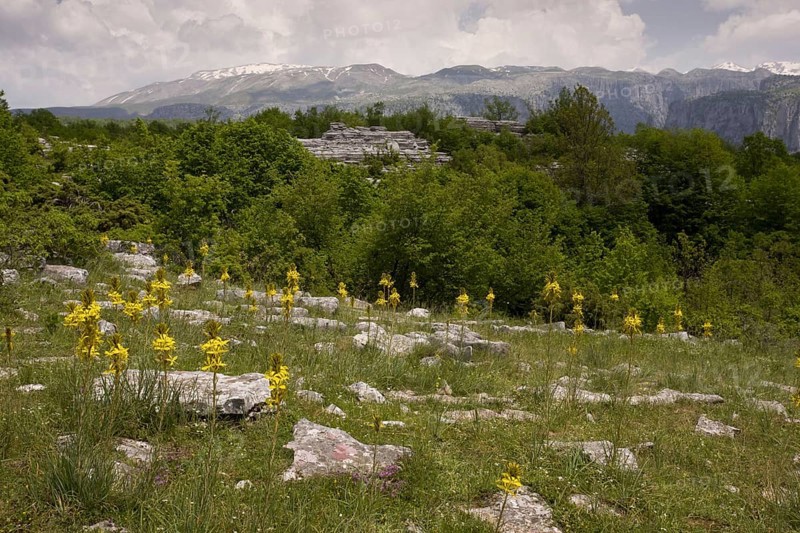 Flowering yellow asphodel