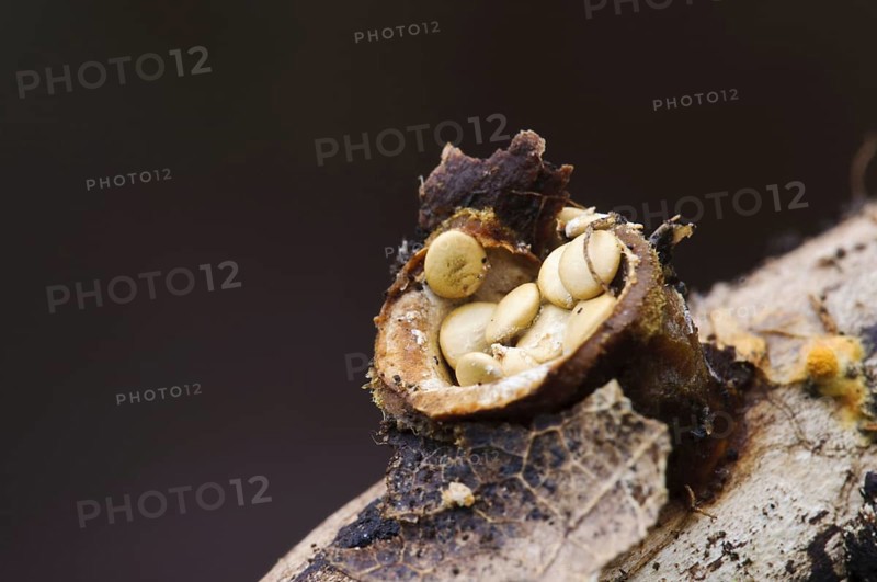Fruiting body of the common bird's nest