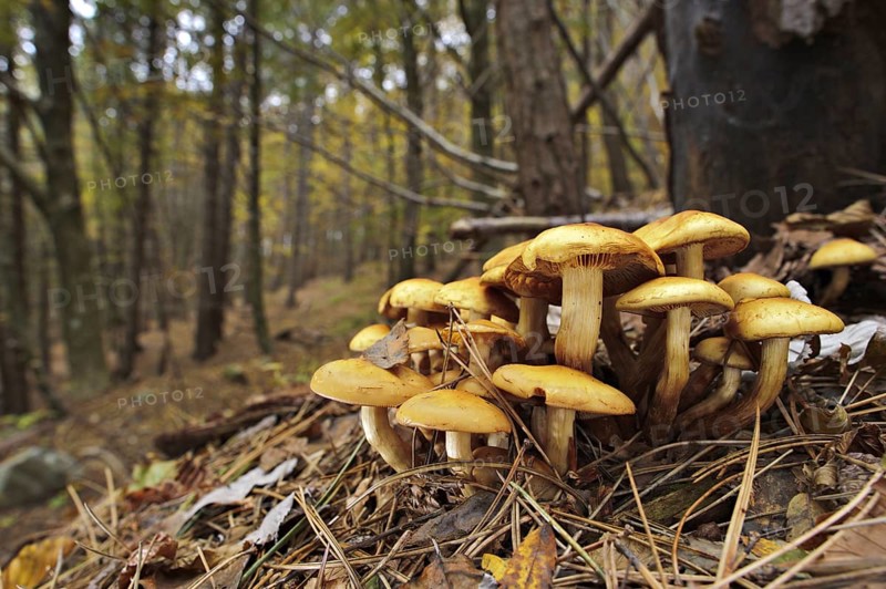 Fruiting bodies of brick cap