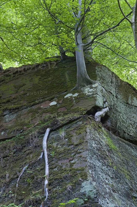 Common Beech