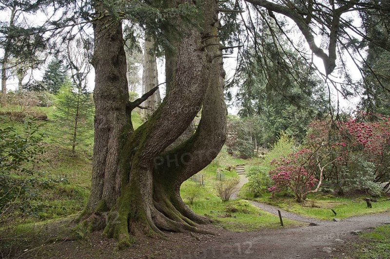European silver fir