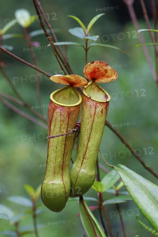 Miraculous Distilling nepenthes madagascariensis