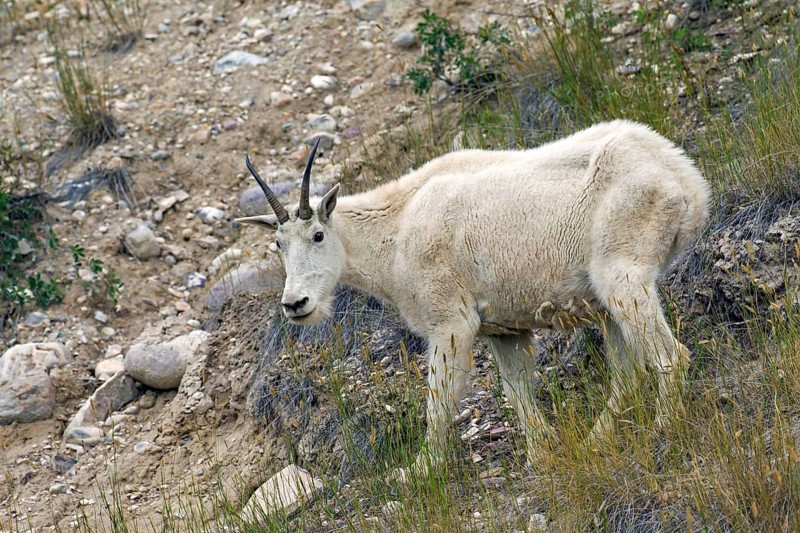 Rocky Mountain mountain goat
