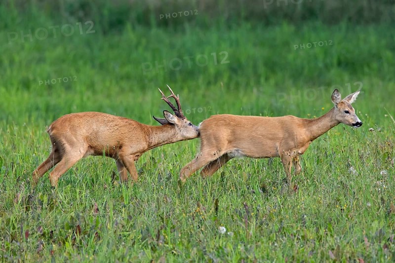 European european roe deer