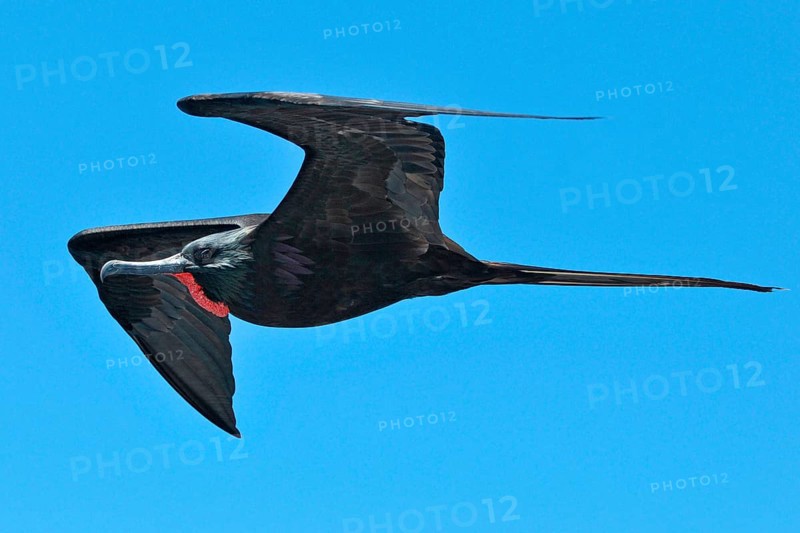 Magnificent Frigatebird