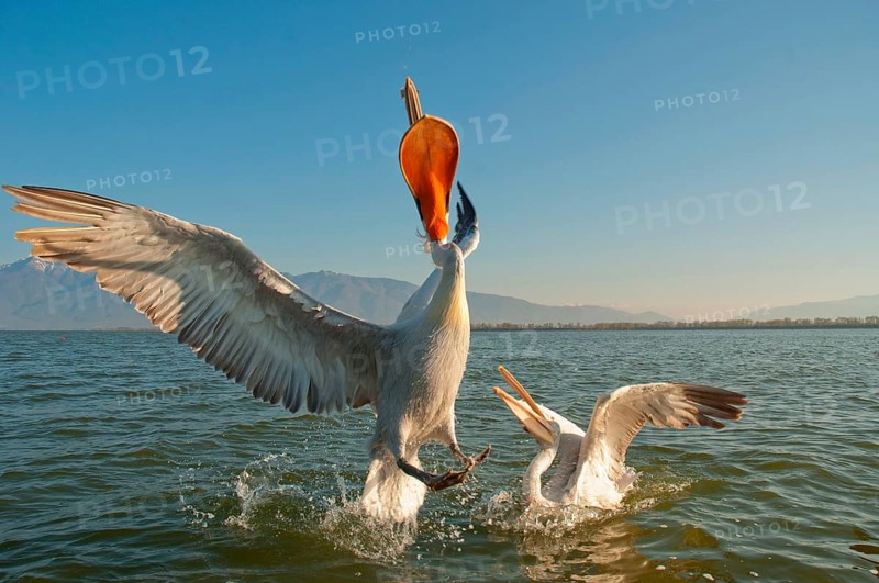 Dalmatian Pelicans
