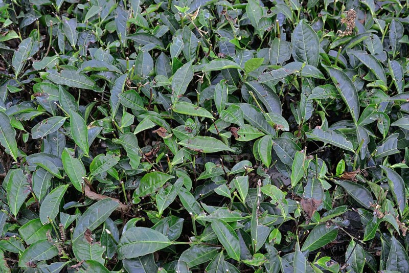 Tea Plantation