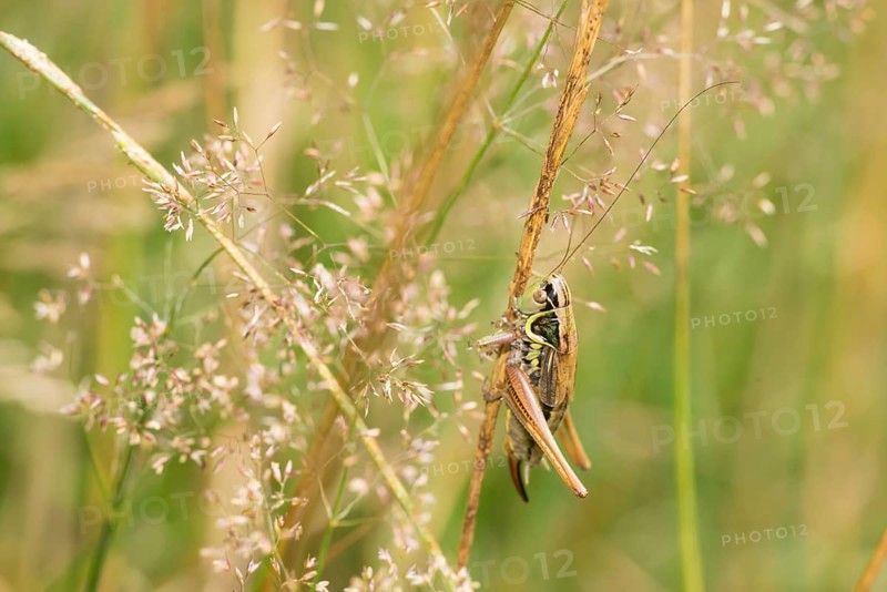 Roesel's bite insect