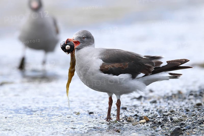 Magellanic Gull
