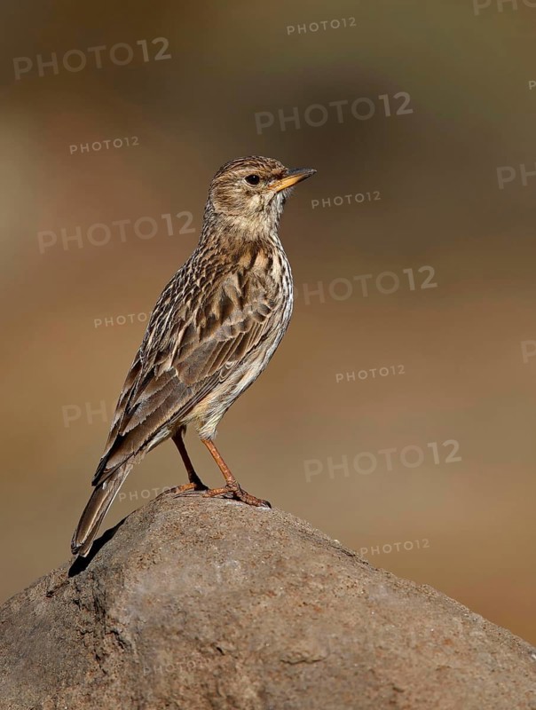 Large-billed lark