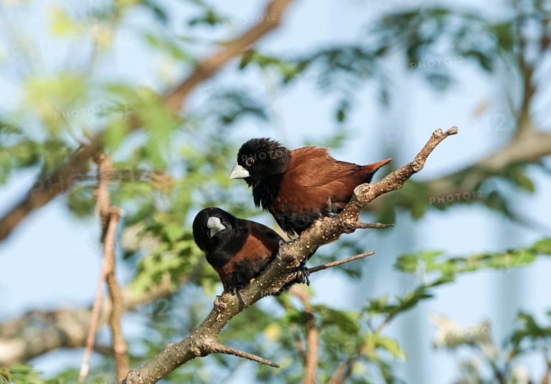 Atricapilla