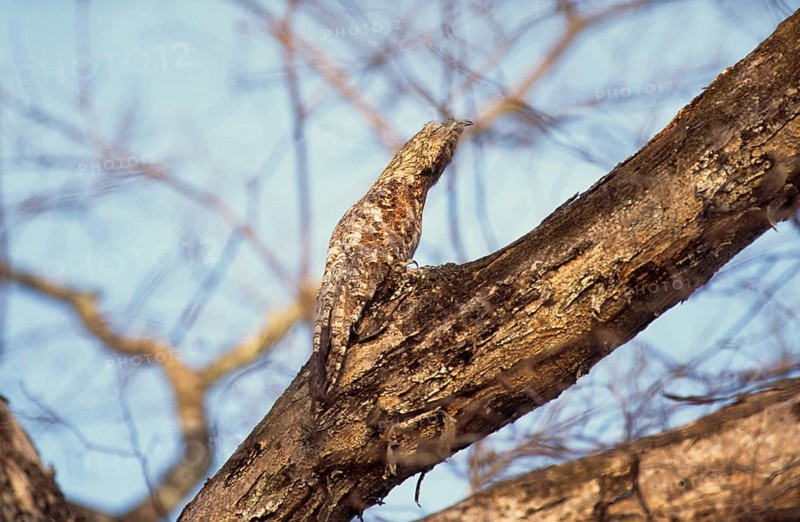 Great potoo