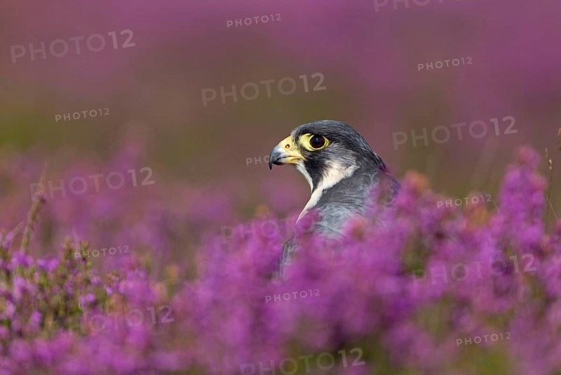 Peregrine falcon